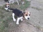 Beagle štěňata na prodej