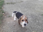 Beagle štěňata na prodej