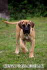 Presa Canario krsn ttka