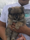 miniaturn tata pomeranian na prodej.