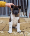 Prodm tata Akita-Inu