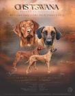 Prodám štěňata Rhodéský ridgeback s PP