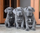 Prodm tata italskho Cane Corso