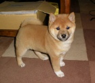 Prodm tata shiba inu