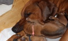 Rhodéský ridgeback - štěňátka