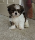 Prodm miniaturn tata SHIH TZU