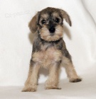 zdrav tata Mini Schnoodle na prodej