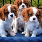 Prodám mini očkovaná štěňata Kavalír King Charles Spaniel.