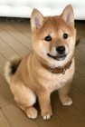 Prodm rozkon miminka tata shiba inu