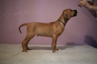 Rhodsk ridgeback statka z PP po super rodiich