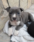 Prodm tata Pitbull terira