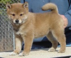 Prodm mini tata shiba inu