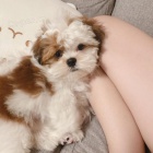 Prodám štěňata SHIH TZU