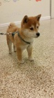 SHIBA INU K Adopci