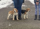 Beagle krsn ttka