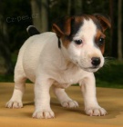 Prodm ndhern a zdrav ttka jack russell terira.