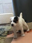 Prodám štěňata jack russell teriéra.