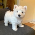 Prodm tata West Highland White Terriers