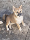 Shiba Inu tata