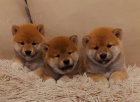 Shiba Inu tata