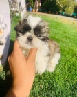 Prodm tata SHIH TZU