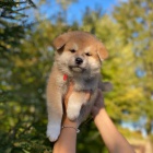 Prodm tata japonsk Akita-Inu