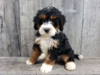 Prodm mini tata Bernedoodle.