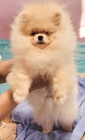 Pomeranian BOO TOP tda tat