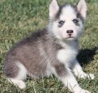 Sibiřský husky štěňata Fenka