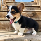 Prodm tata Pembroke Welsh Corgi.