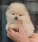 miniaturn tata pomeranian na prodej.