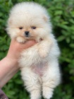 miniaturn tata pomeranian na prodej.