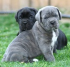 Prodám očkovaná štěňata italského Cane Corso