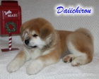 Poslední volné štěně, pejsek Akita Inu s PP