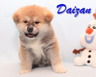 Poslední volné štěně, pejsek Akita Inu s PP