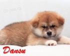 ttka Akita Inu s prkazem pvodu