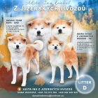 Poslední volné štěně, pejsek Akita Inu s PP