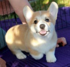 Prodm tata Pembroke Welsh Corgi.