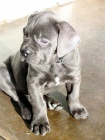 Prodm zdrav okovan tata italskho Cane Corso