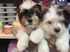 Prodám mini štěňata biewer yorkie
