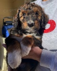 Prodm tata AUSSIEDOODLE.