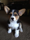 Prodm tata Pembroke Welsh Corgi.