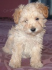 zdrav tata Mini Schnoodle na prodej