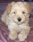 zdrav tata Mini Schnoodle na prodej