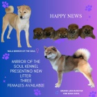 Shiba Inu tata na prodej