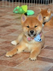 Shiba Inu krsn ttka