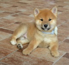 Shiba Inu krsn ttka