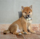 Shiba Inu krsn ttka