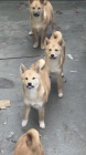 Shiba Inu tata