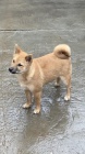 Shiba Inu tata